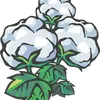 cotton-balls