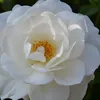 white-rose-cherry-light-inthebox A white rose themed LED cherry light in a clear glass vase.